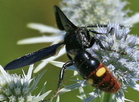 Scolia dubia